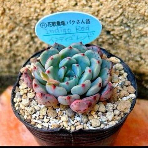 Amazon.co.jp: 多肉植物 パクさん苗 インディゴレッド 札なし : DIY